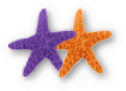 Two Starfish